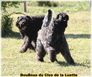 Elevage du CLOS DE LA LUETTE - COPYRIGHT DEPOSE